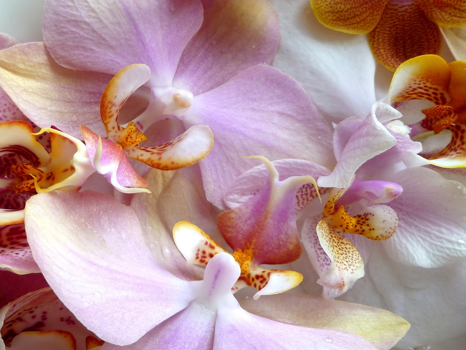 Macro photography floral plants