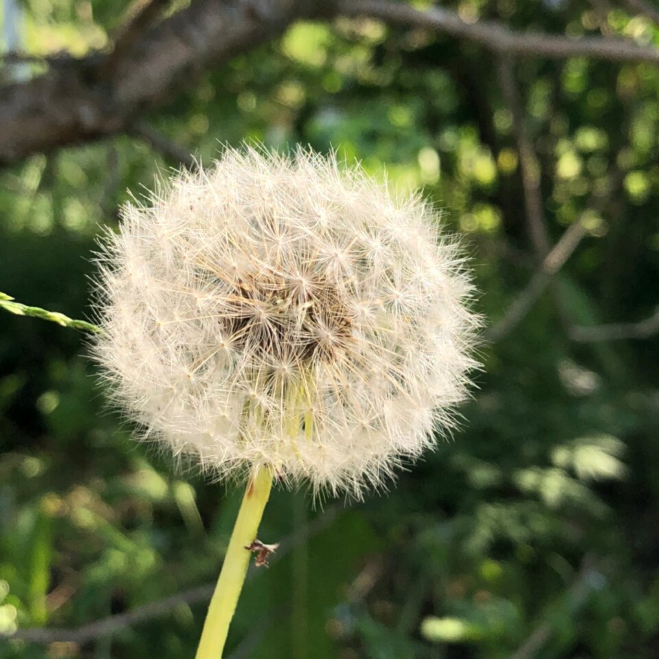 Spring flower summer