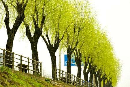 Before pearl spring silver they willow