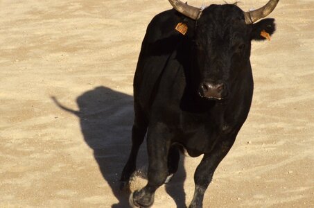 Camargue bull nature