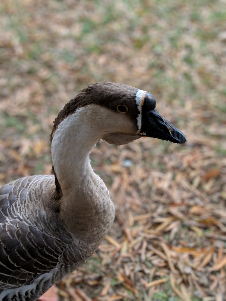 Animal poultry beak
