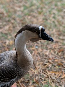Animal poultry beak