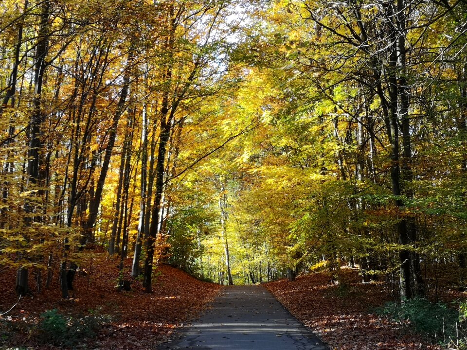 Trees wind forest path