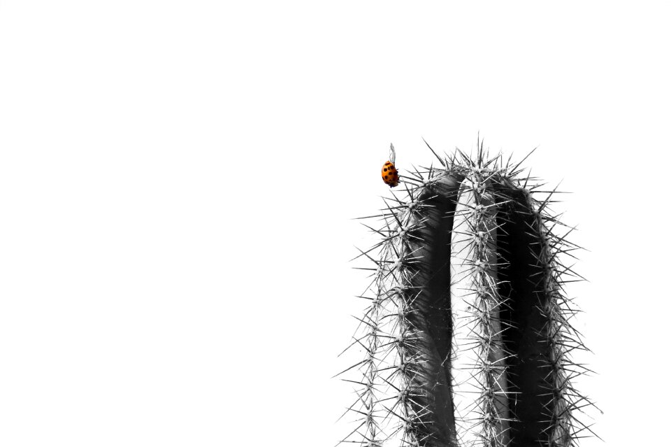 Insect macro plant