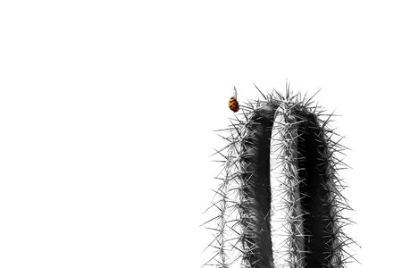 Insect macro plant