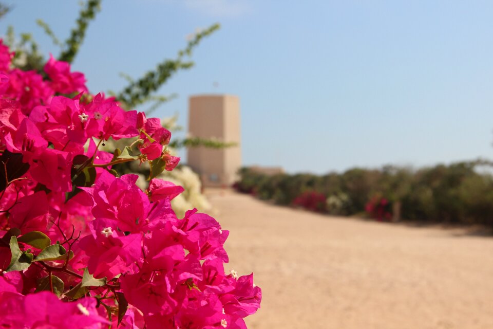 Flowers desert bloom