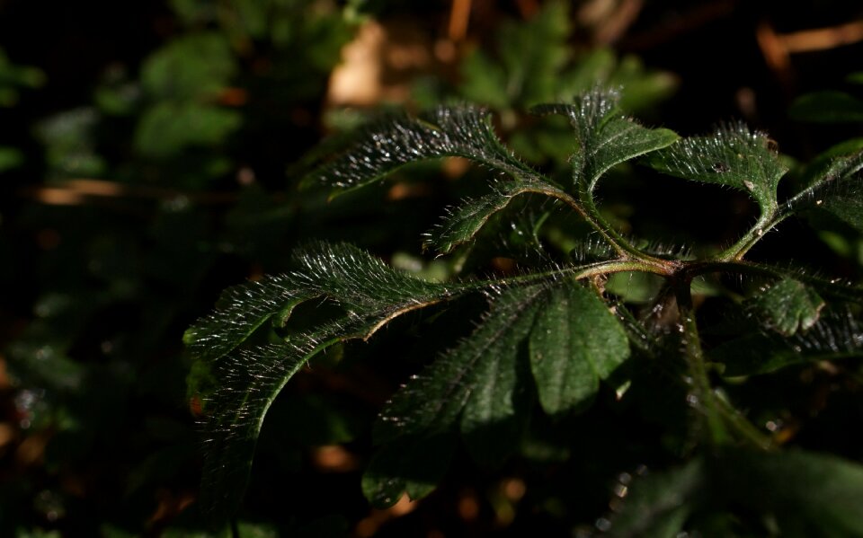 Bokeh nature leaves