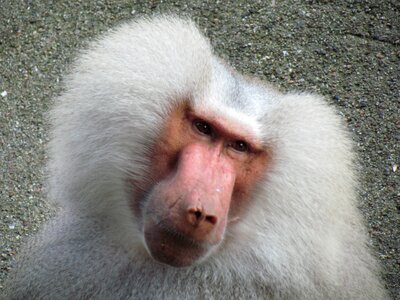 Monkey hair hairstyle