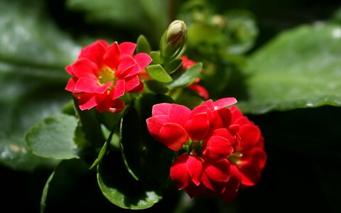 Bokeh nature garden