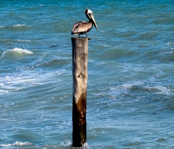 Pelican standing blue email photo