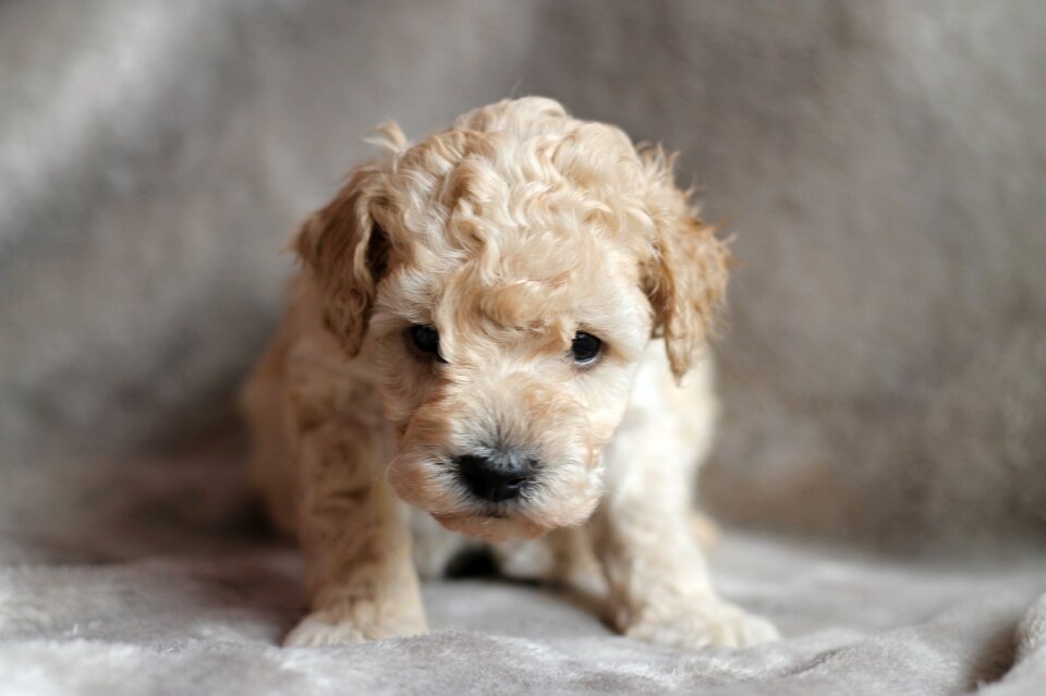 Animal cute adorable