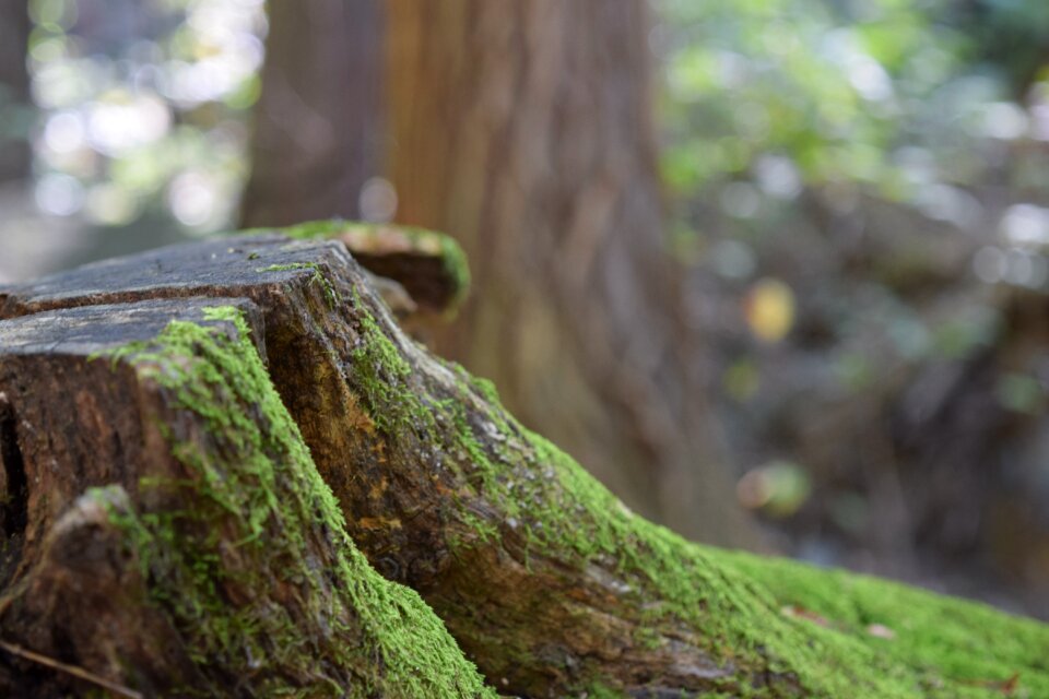 Forest nature wood