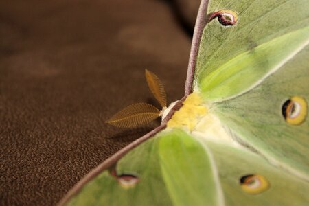 Butterfly green