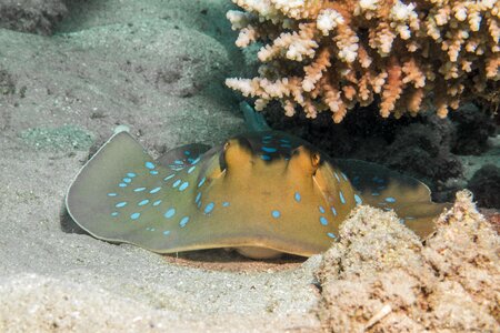 Egypt underwater water