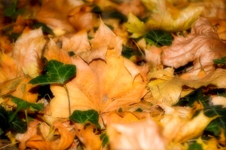 Color season october