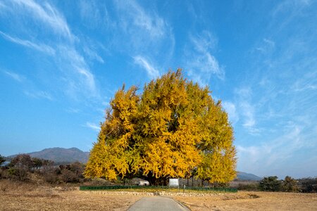 Wood gold tree