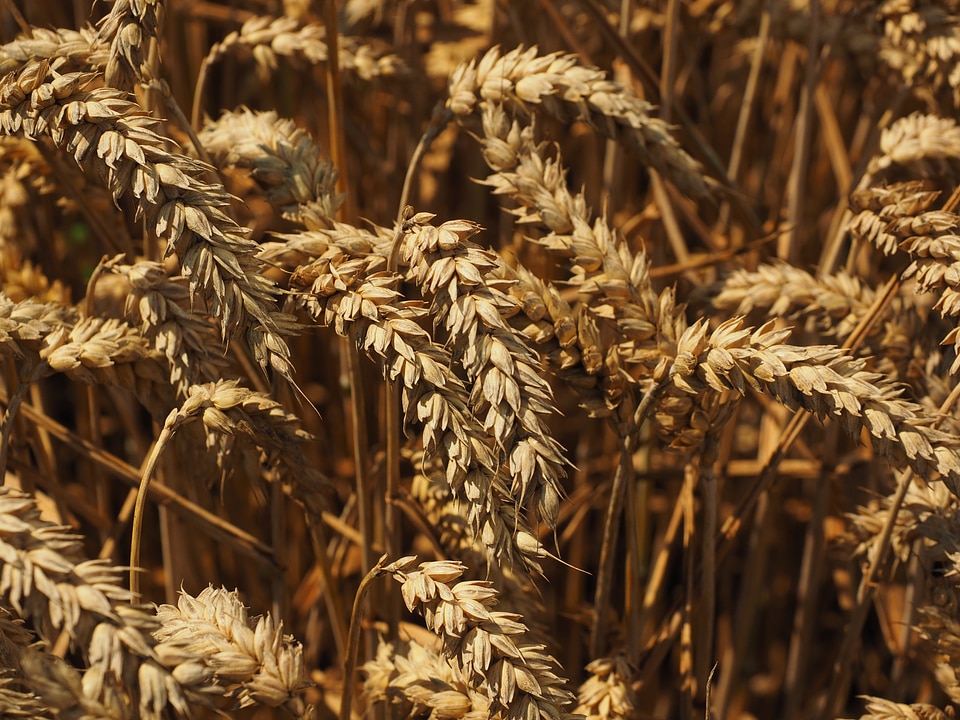 Grain field wheat field