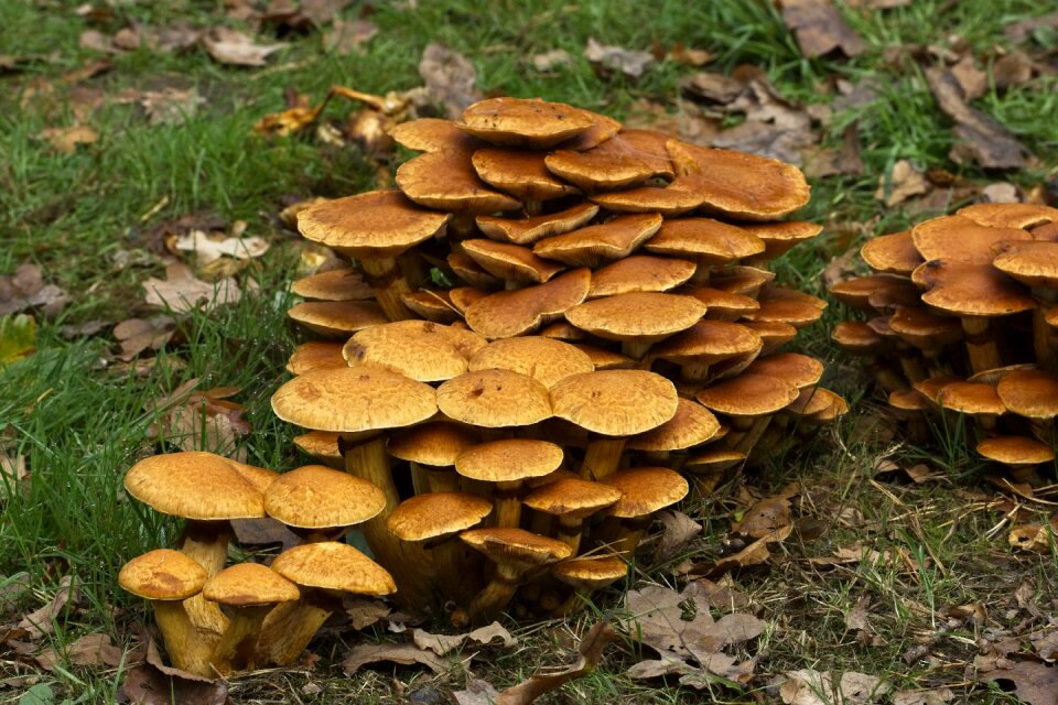 Fungus seasonal england