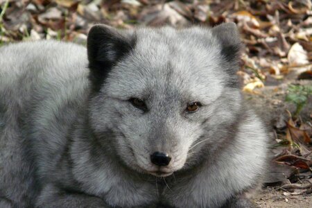 Polar fox zoo animal world