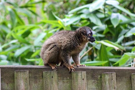 Lemur lemur safari park