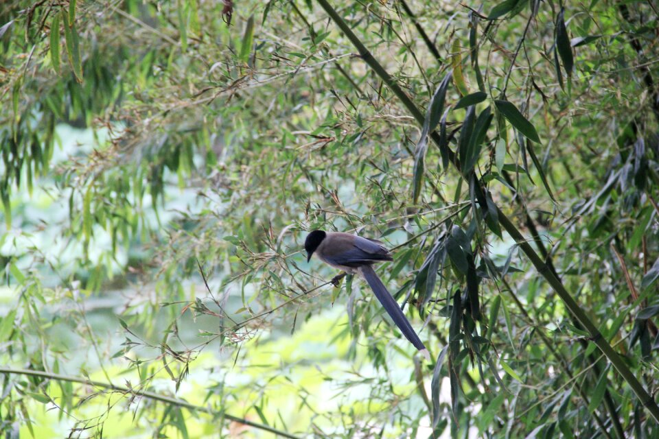 Bamboo bird perched