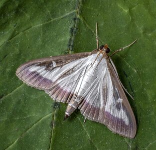 Moth lepidoptera invader photo