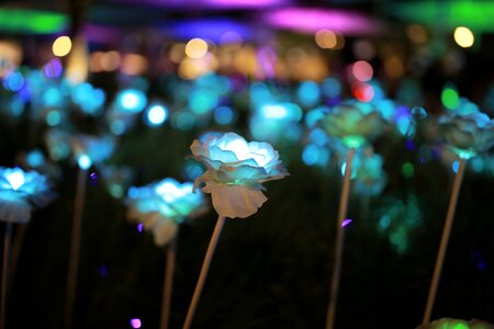 Night view flowers amusement park photo