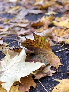 Tarmac autumn