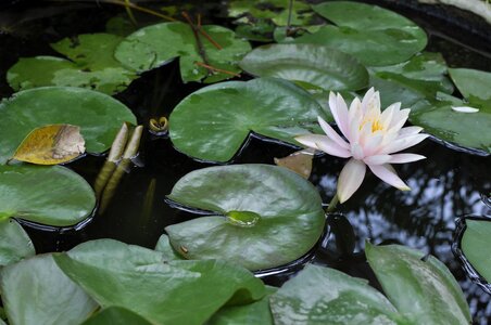 Lily gun cotton flower photo