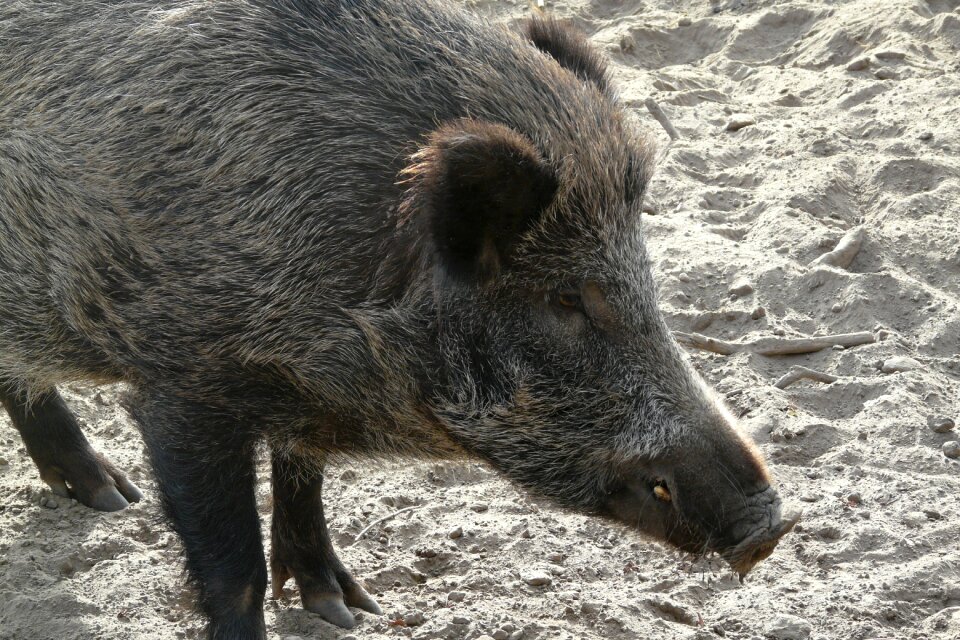 Hog zoo animal world