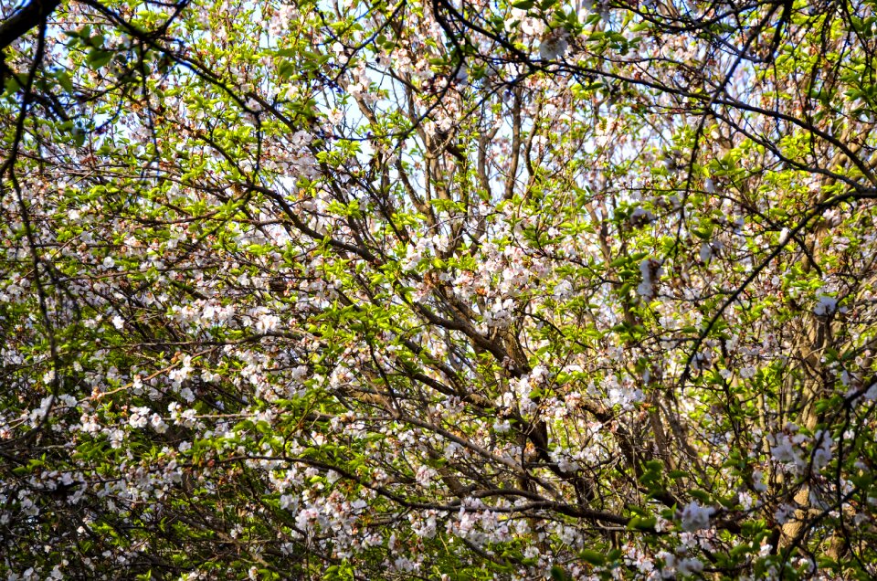 Blossom branch tree