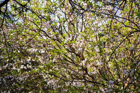 Blossom branch tree photo