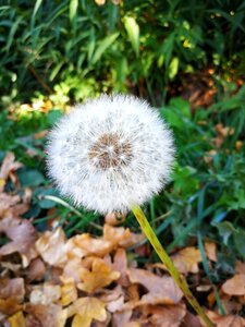 Dandelion flower narureza