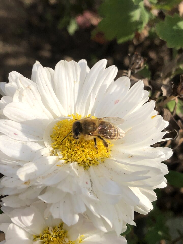 Pollen yellow macro