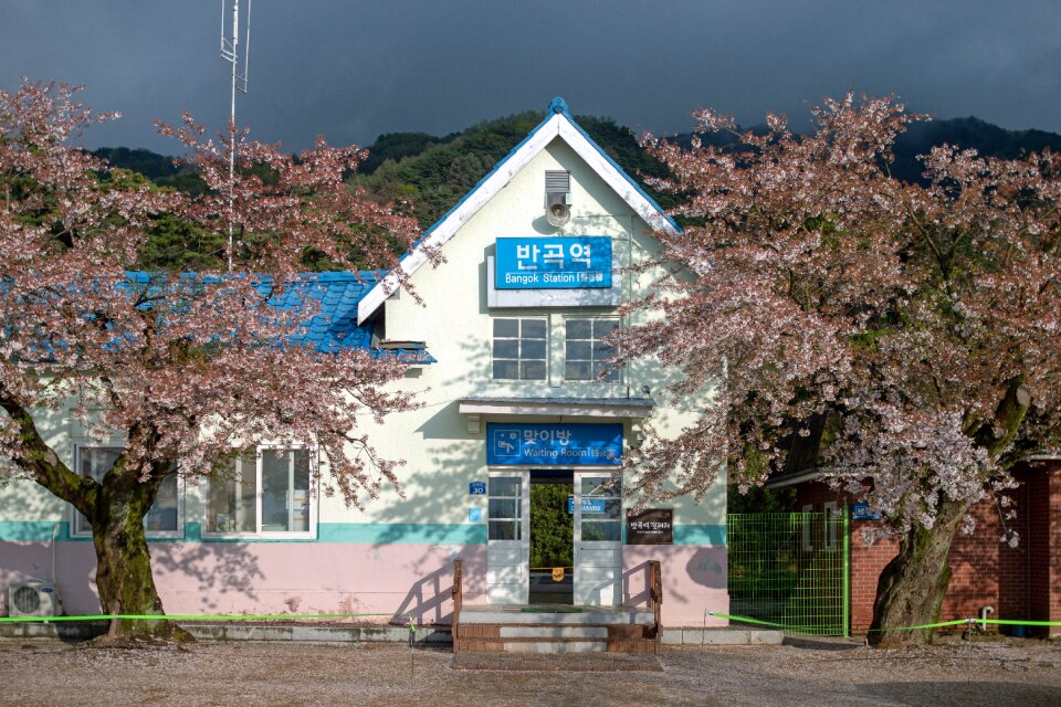 Native cherry blossom spring