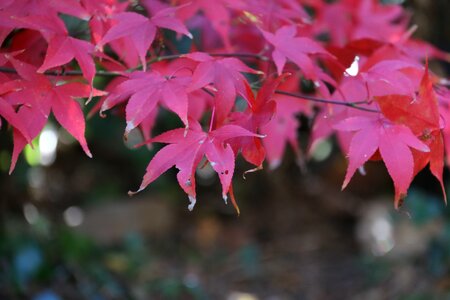Maple red colorful