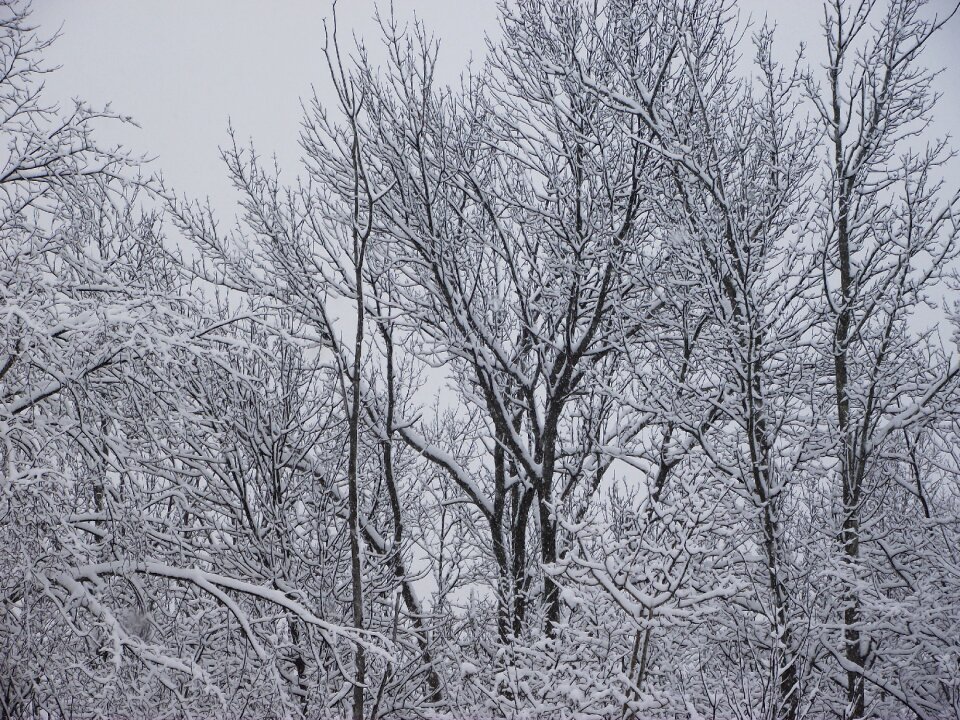 Branches winter scene