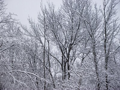 Branches winter scene photo