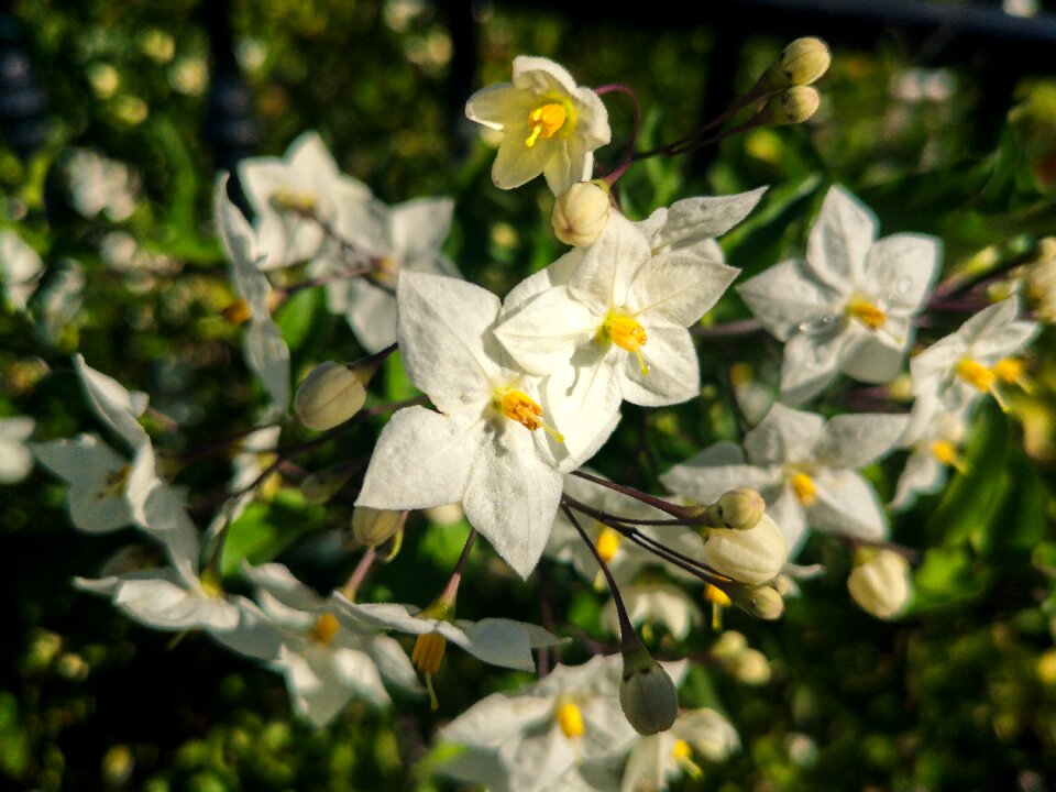 White plant flowering
