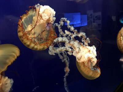 Tennessee aquarium jelly fish