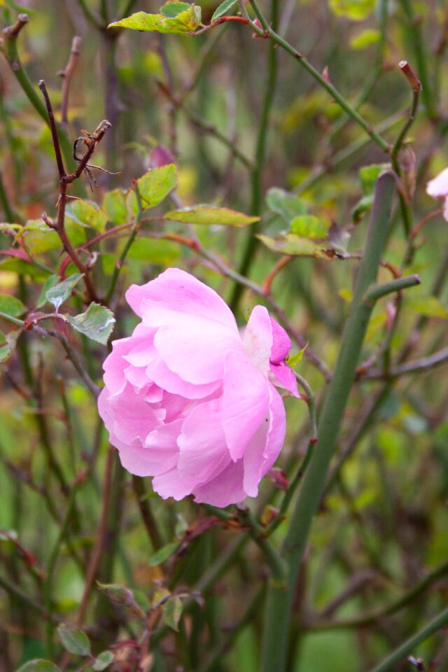Bloom romance romantic