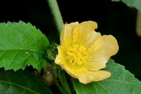 Common wildflowers flowering bird's flowers
