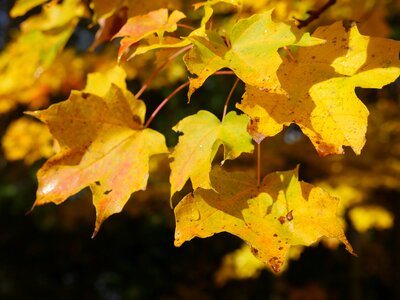 Yellow autumn tree photo