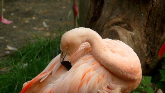 Flamingo zoo animal world photo