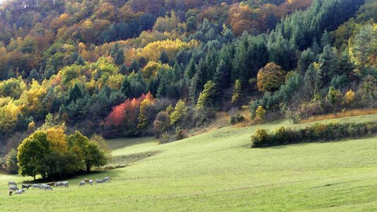 Mountains fall color