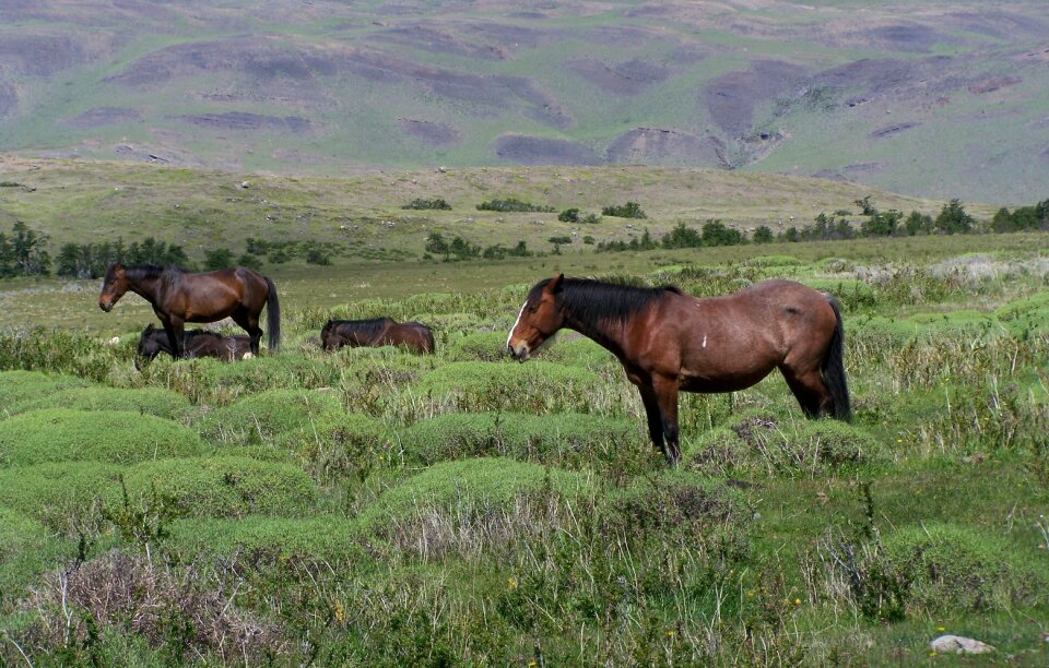 Animals countryside nature