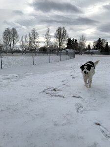 Walking dog park winter photo