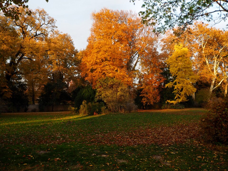 Leaves nature yellow