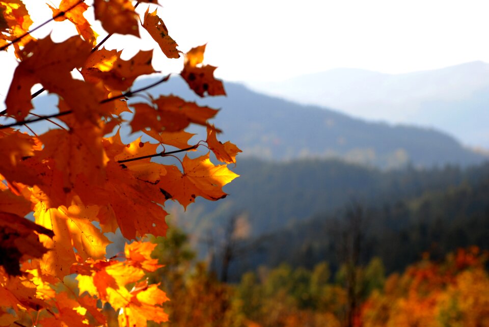 Nature forest view