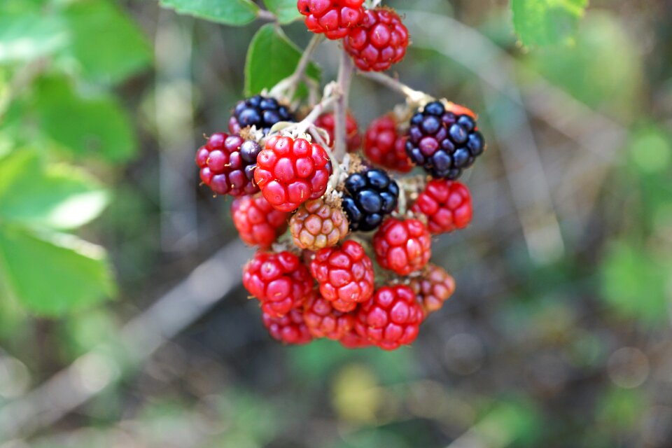 Fruit delicious sweet